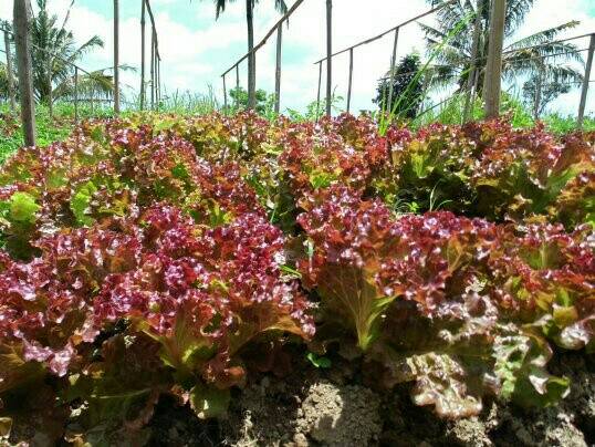 jual benih bibit biji selada merah lettuce salad bowl lokal onigiri frenzy jual benih bibit biji selada merah lettuce salad bowl lokal onigiri frenzy