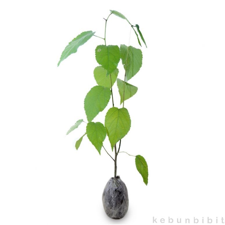 jual kebun bibit tanaman jati belanda kebunbibit jual kebun bibit tanaman jati belanda kebunbibit