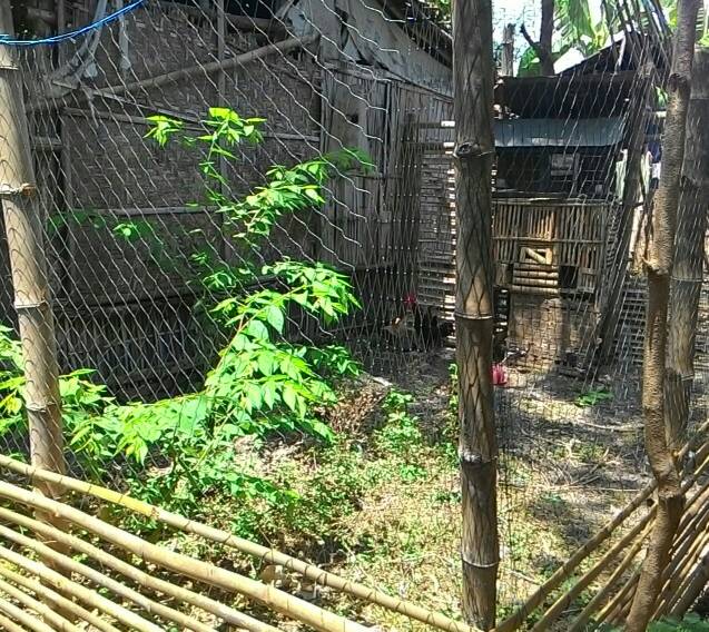 jual jaring kandang ayam itik entok jaring pagar jual jaring kandang ayam itik entok jaring pagar