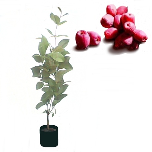 jual jambu air bira golden effort jual jambu air bira golden effort