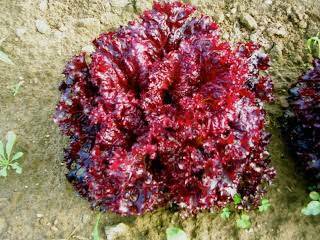 jual benih bibit sayur selada eceran murah kualitas oke amefurashi jual benih bibit sayur selada eceran murah kualitas oke amefurashi