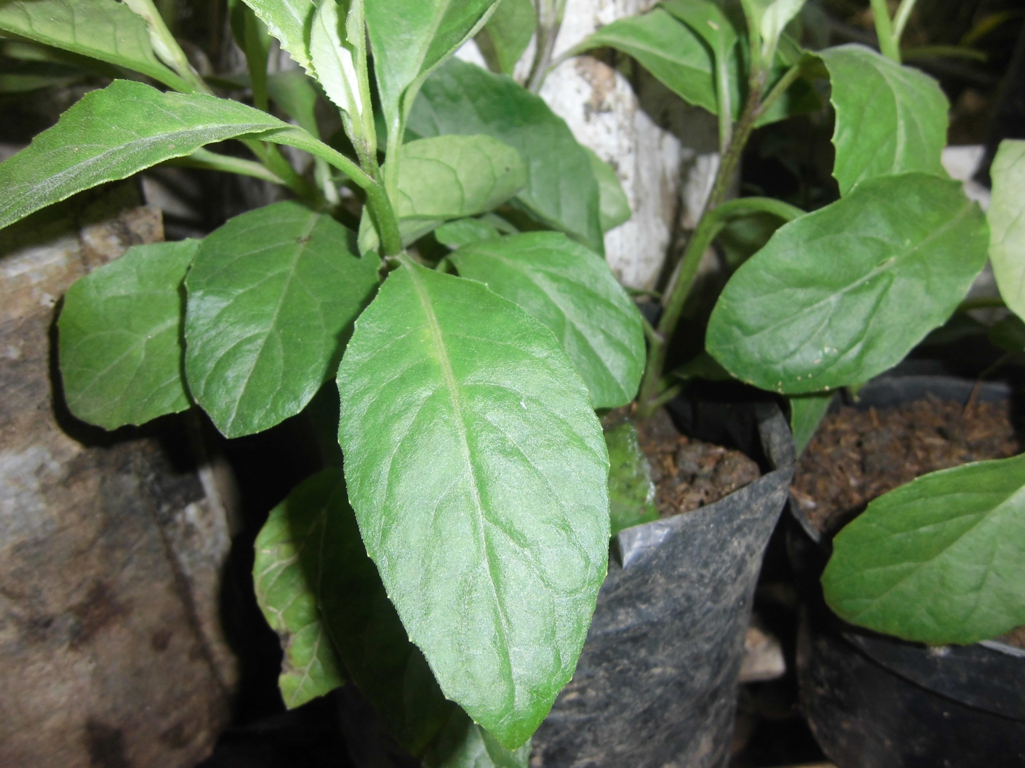 jual bibit sambung nyawa gynura procumbens daun jual bibit sambung nyawa gynura procumbens daun