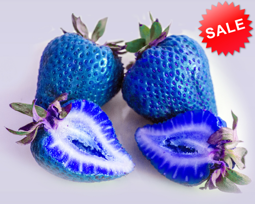 jual benih bibit biji blue strawberry biru langka jual benih bibit biji blue strawberry biru langka