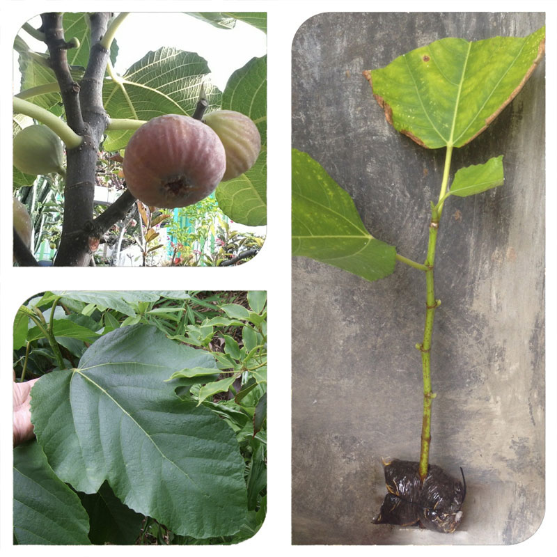 jual bibit cangkok pohon buah fig tin ara jenis flanders jual bibit cangkok pohon buah fig tin ara jenis flanders