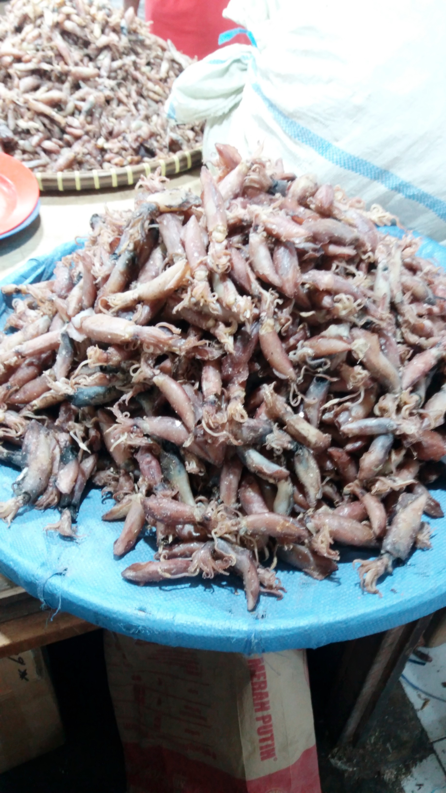 600 Gambar Cumi Cumi Sotong Terbaik 600 Gambar Cumi Cumi Sotong Terbaik