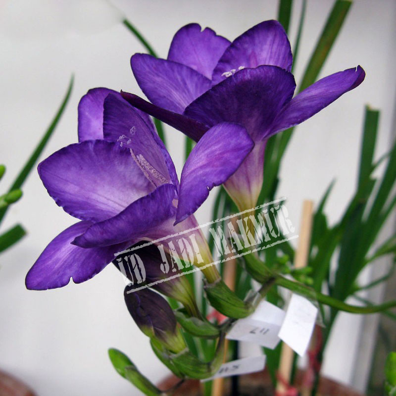 Unduh 800 Wallpaper Bunga Freesia HD Terbaik Unduh 800 Wallpaper Bunga Freesia HD Terbaik