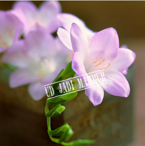 Unduh 800 Wallpaper Bunga Freesia HD Terbaik Unduh 800 Wallpaper Bunga Freesia HD Terbaik