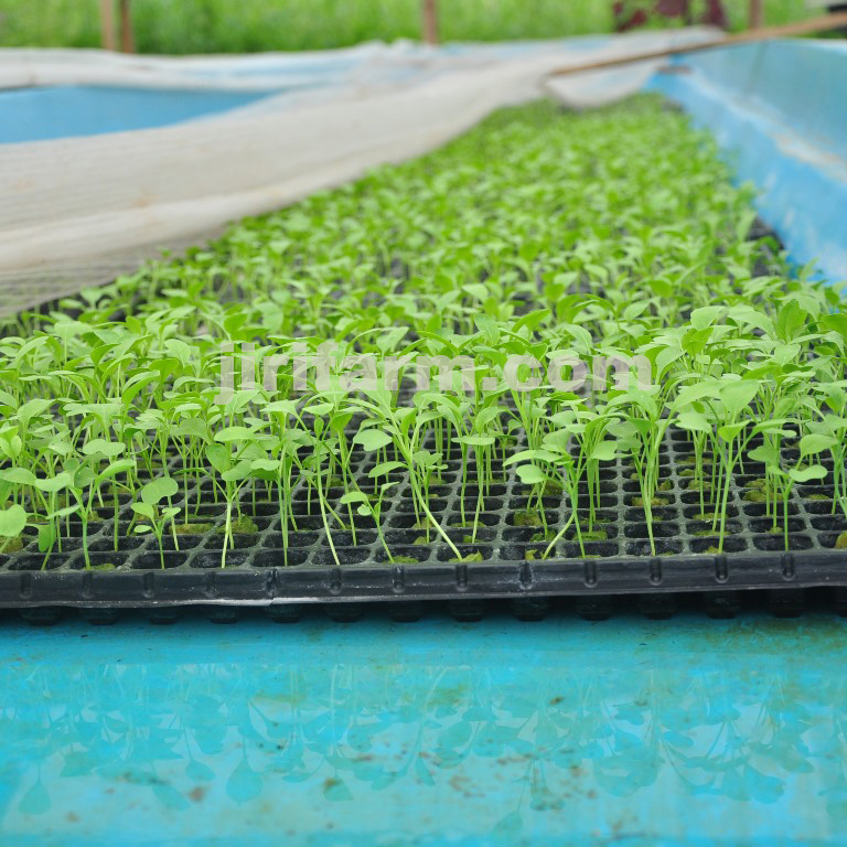 jual tray semai bibit pot 1 pcs 200 lubang ukuran 54 x jual tray semai bibit pot 1 pcs 200 lubang ukuran 54 x