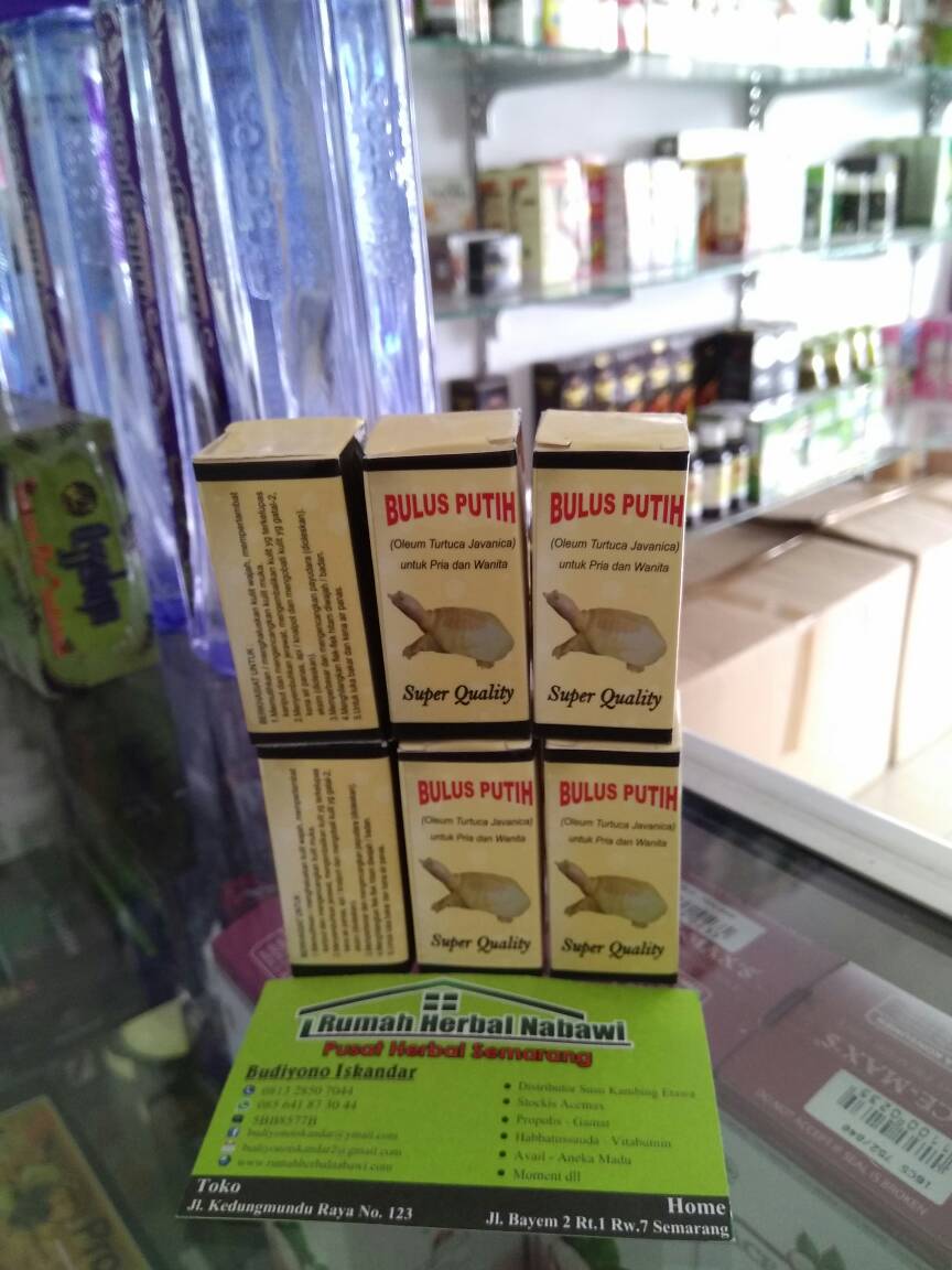 jual minyak bulus murni ori semarang rumah herbal nabawi jual minyak bulus murni ori semarang rumah herbal nabawi