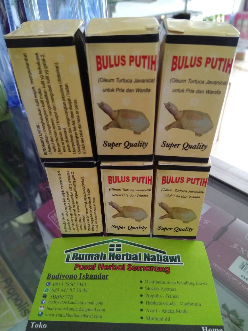 jual minyak bulus murni ori semarang rumah herbal nabawi jual minyak bulus murni ori semarang rumah herbal nabawi