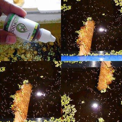 jual biofood pakan khusus burayak ikan cupang guppy jual biofood pakan khusus burayak ikan cupang guppy