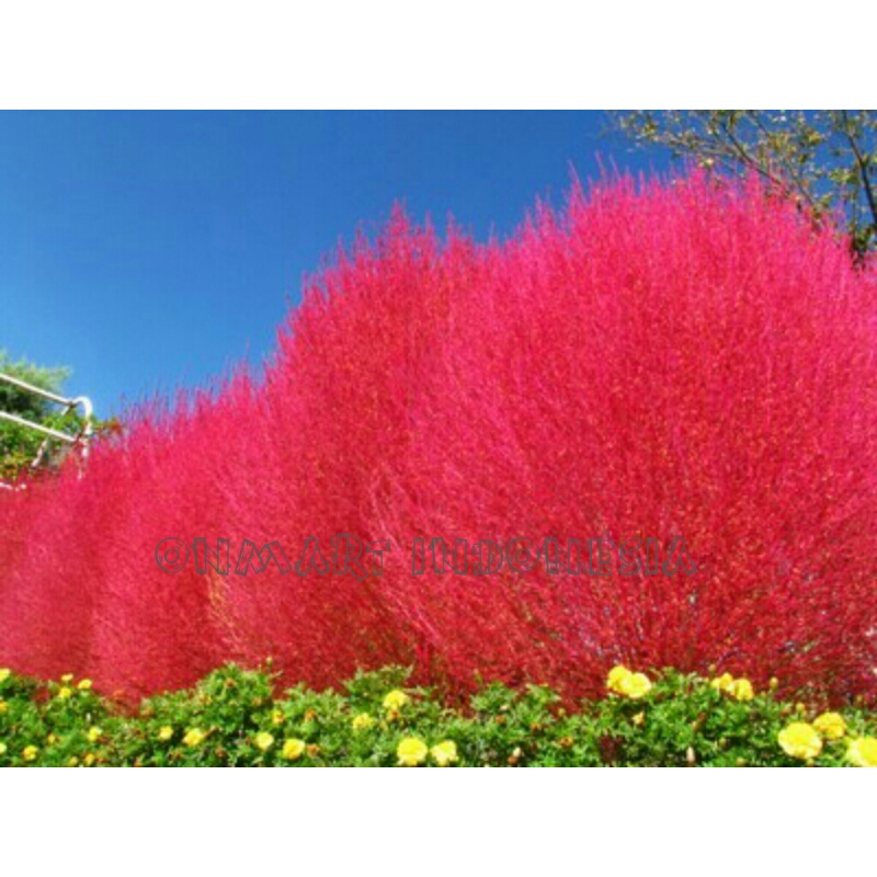 jual benih bibit biji pink kochia scoparia bunga rumput jual benih bibit biji pink kochia scoparia bunga rumput