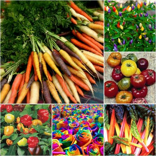 jual benih bibit biji paket all rainbow multiwarna jual benih bibit biji paket all rainbow multiwarna