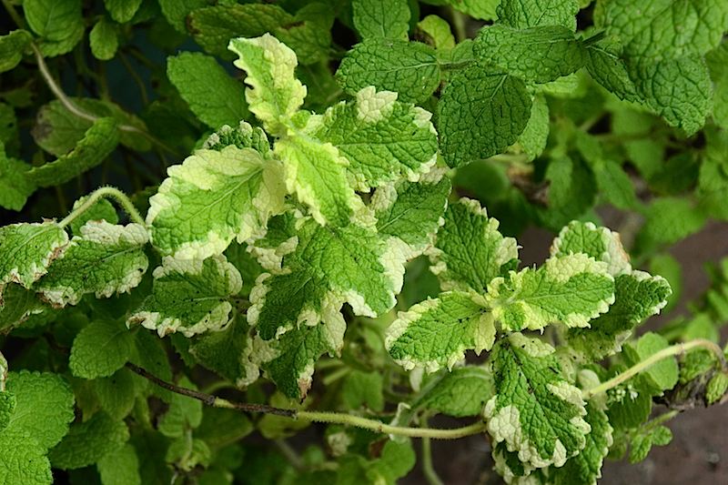 jual biji benih pineapple mint import shuu shop jual biji benih pineapple mint import shuu shop