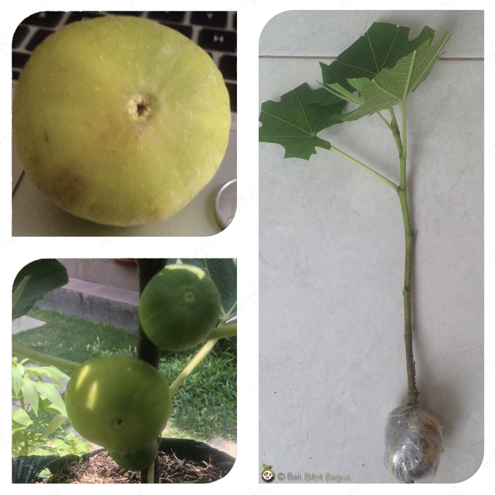 jual bibit cangkok pohon buah fig tin ara jenis lsu gold jual bibit cangkok pohon buah fig tin ara jenis lsu gold