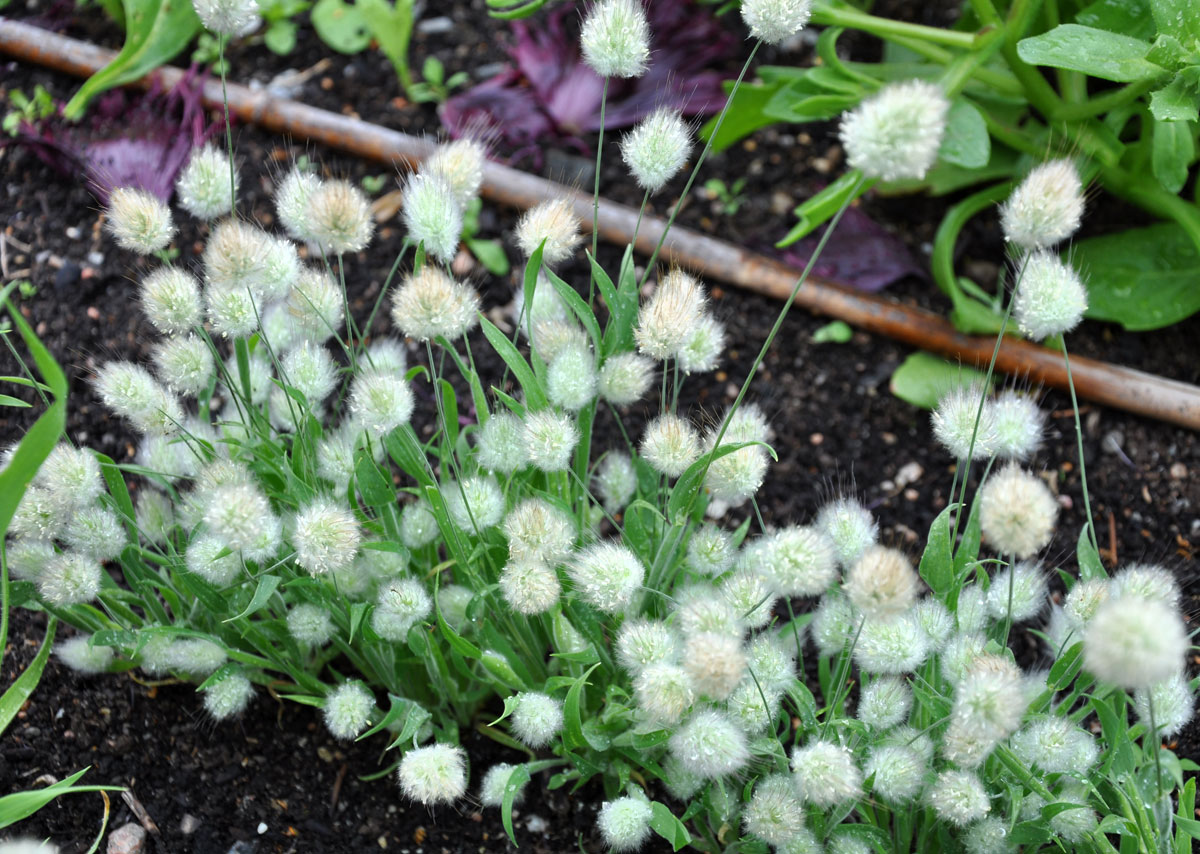 jual benih bibit seeds rumput kelinci ornamental grass bunny tails amefurashi jual benih bibit seeds rumput kelinci ornamental grass bunny tails amefurashi