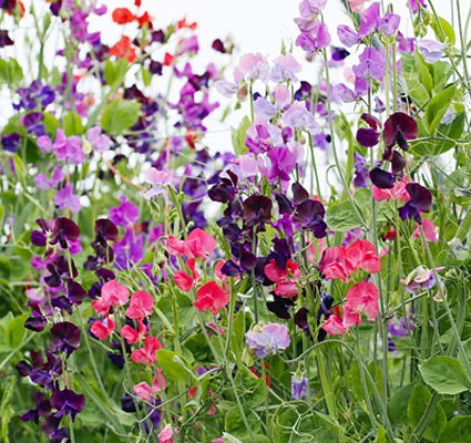 jual benih bibit seed bunga sweet pea knee high mix bunga jual benih bibit seed bunga sweet pea knee high mix bunga