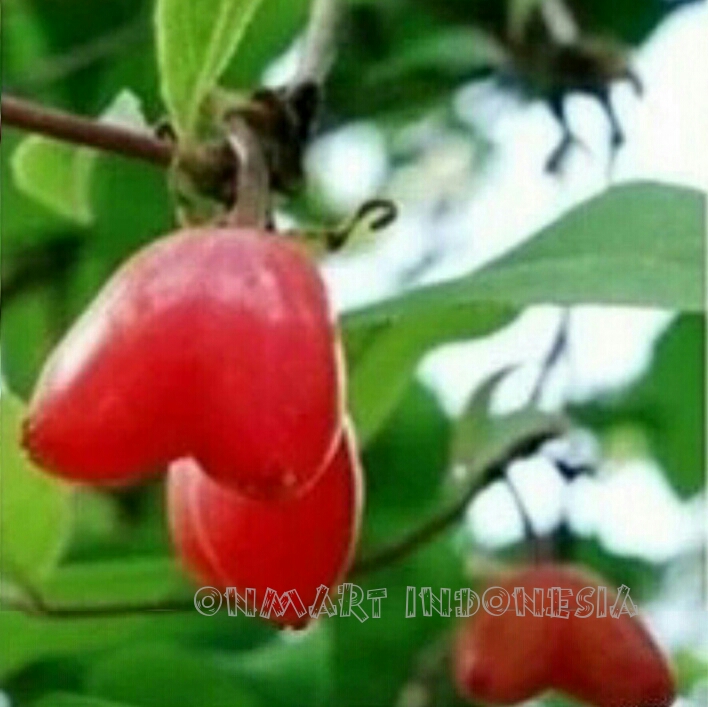 harga benih bibit biji buah shape cherry bentuk hati import seeds harga me harga benih bibit biji buah shape cherry bentuk hati import seeds harga me