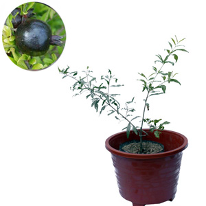 jual bibit pohon buah delima hitam black pomegranate jual bibit pohon buah delima hitam black pomegranate