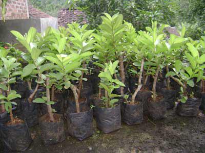 jual jambu bangkok merah berbuah brc floris jual jambu bangkok merah berbuah brc floris