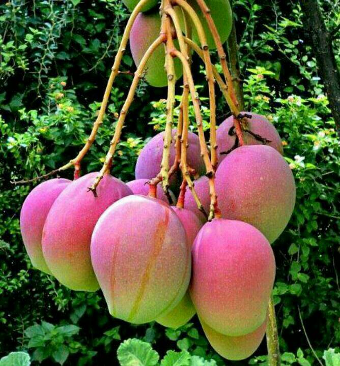 jual bibit mangga irwin benih mawar jual bibit mangga irwin benih mawar