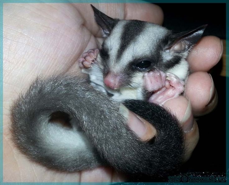 jual jual sugar glider joey usia 1 5 bulan cb harga jual jual sugar glider joey usia 1 5 bulan cb harga