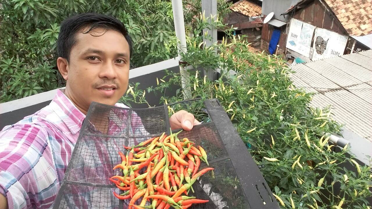 jual bibit cabe rawit dewata f1 depot hidroponik jual bibit cabe rawit dewata f1 depot hidroponik
