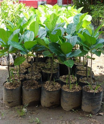 jual bibit buah nangka mini unggul ecer tanaman genjah jual bibit buah nangka mini unggul ecer tanaman genjah