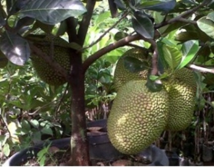 jual bibit buah nangka mini unggul ecer tanaman genjah nangka mini murah nursery jual bibit buah nangka mini unggul ecer tanaman genjah nangka mini murah nursery