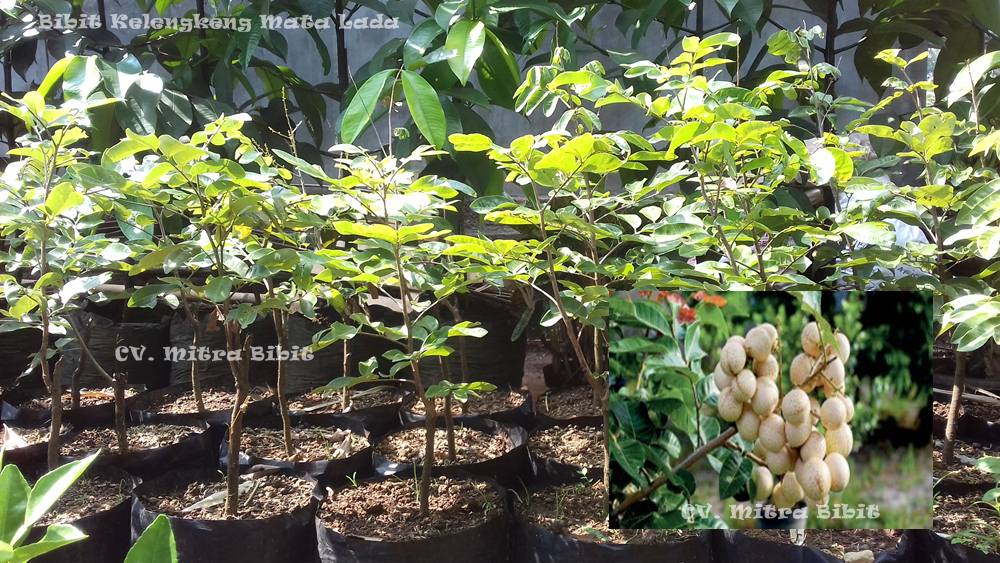 jual bibit kelengkeng hawai bibit kelengkeng matalada jual bibit kelengkeng hawai bibit kelengkeng matalada