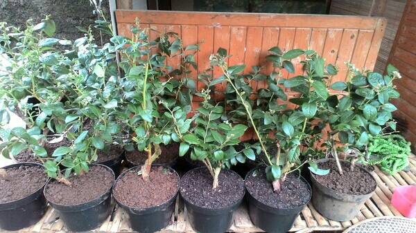 jual pohon blueberry sudah mulai berbuah strawberry17 jual pohon blueberry sudah mulai berbuah strawberry17