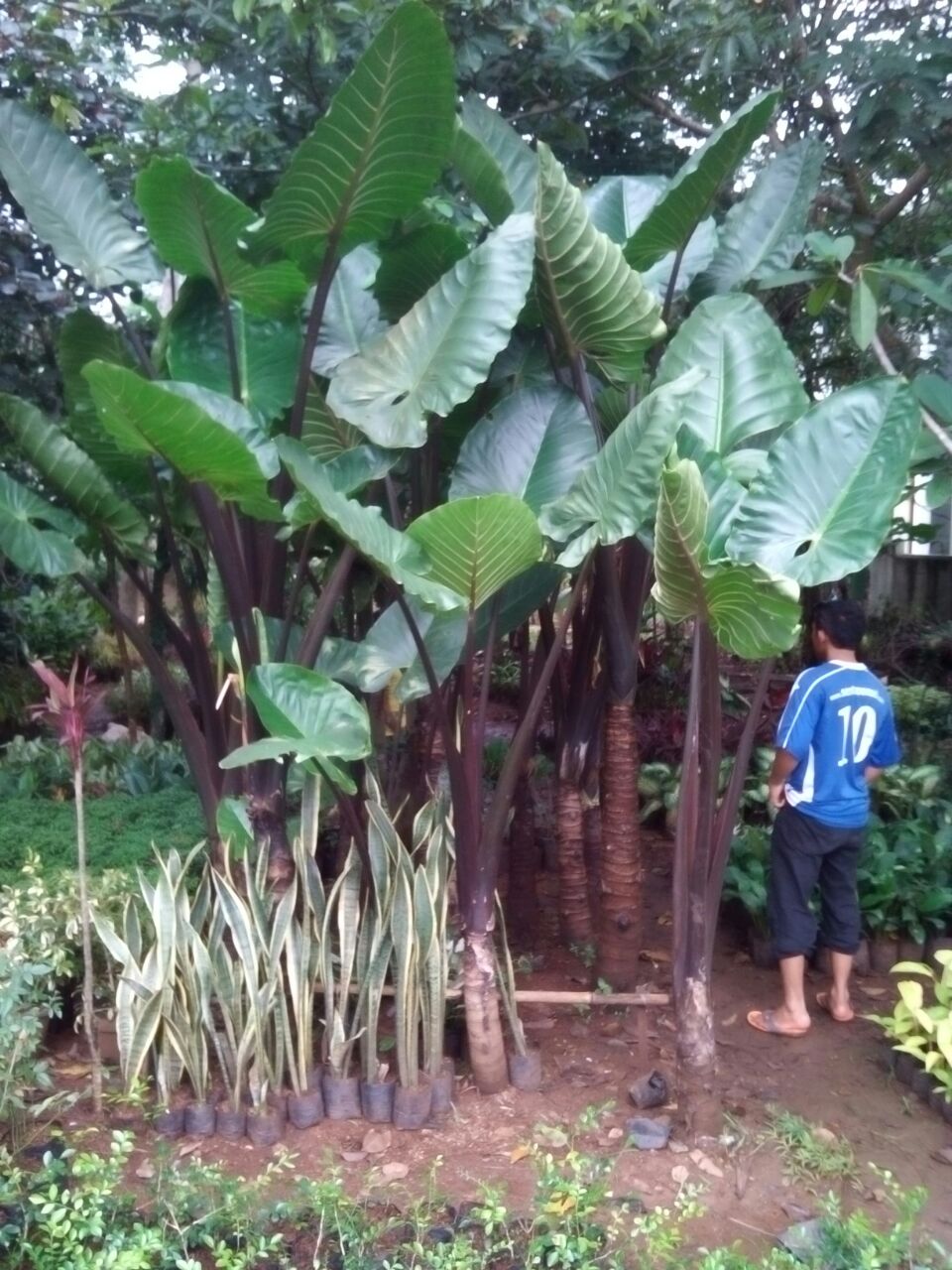 jual sente hijau bamis jual sente hijau bamis
