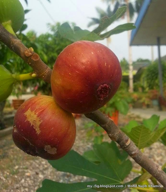 jual bibit cangkok pohon buah fig tin ara jenis taiwan jual bibit cangkok pohon buah fig tin ara jenis taiwan