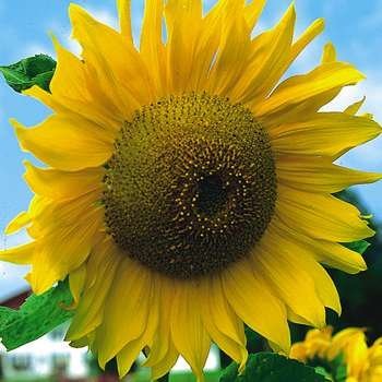 jual bibit bunga matahari early russian sunflower width jual bibit bunga matahari early russian sunflower width
