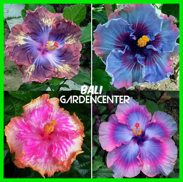 jual benih biji bunga hibiscus mixed color import jual benih biji bunga hibiscus mixed color import
