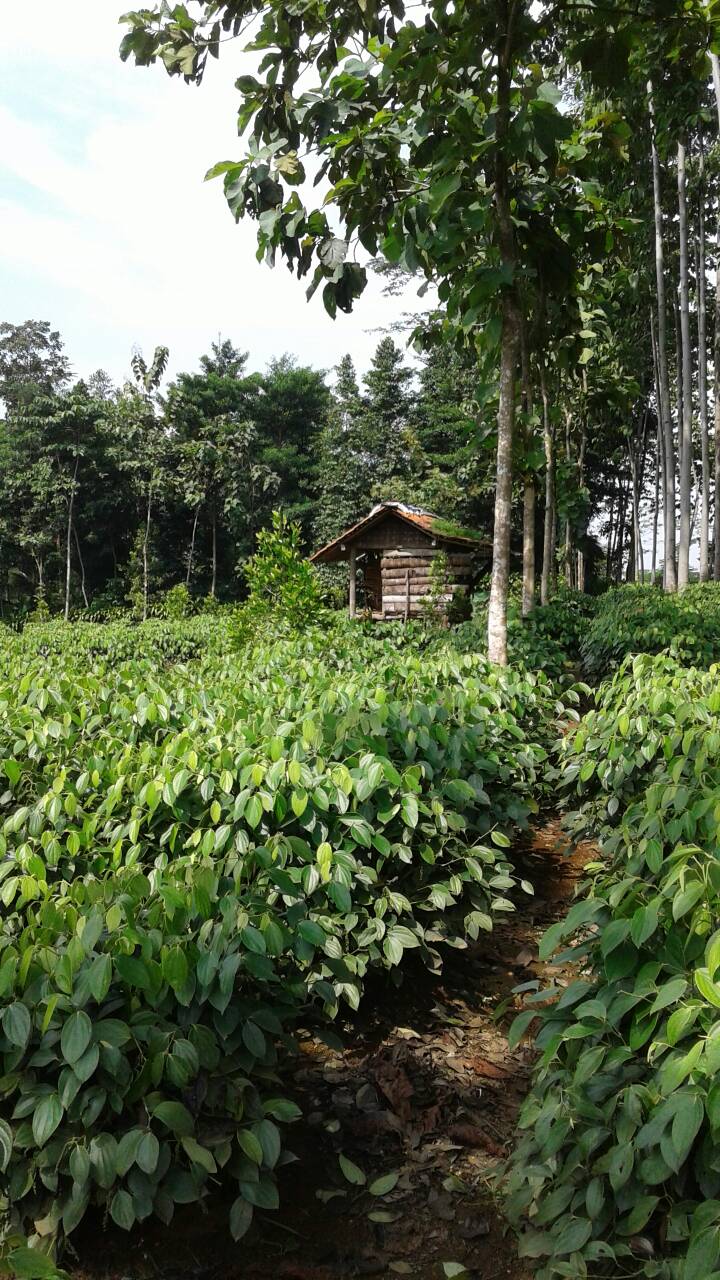 jual bibit tanaman lada perdu jenis lebar daun kecil jual bibit tanaman lada perdu jenis lebar daun kecil