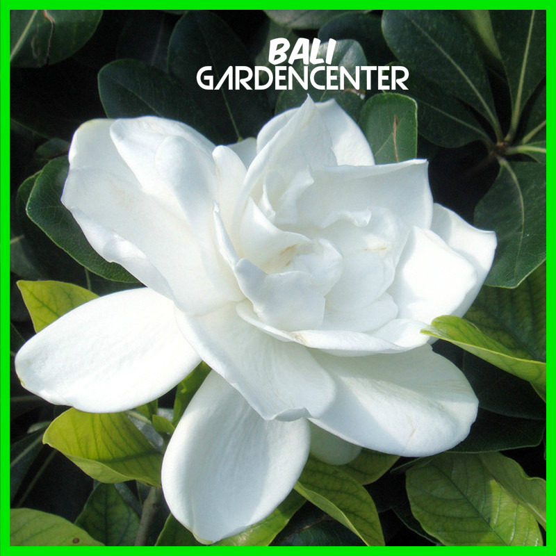 harga benih biji bunga vinca cora apricot di kota salatiga harga benih biji bunga vinca cora apricot di kota salatiga