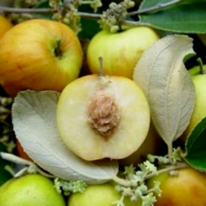 berisi 300 biji benih bonsai buah jambu biji pear. Source · Jual buah .