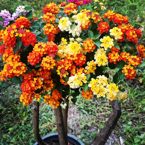 jual biji benih bonsai bunga tembelekan lantana camara mix jual biji benih bonsai bunga tembelekan lantana camara mix