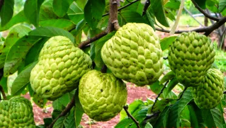 jual bibit pohon tanaman buah srikaya jumbo new varietas tinggi 40 60cm warung hidroponik jual bibit pohon tanaman buah srikaya jumbo new varietas tinggi 40 60cm warung hidroponik