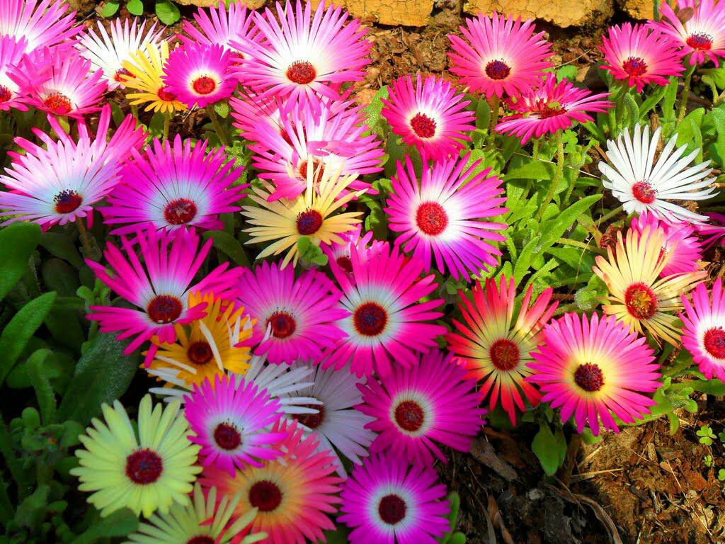 jual benih bibit biji bunga plant flowers tahan panas import onigiri frenzy jual benih bibit biji bunga plant flowers tahan panas import onigiri frenzy