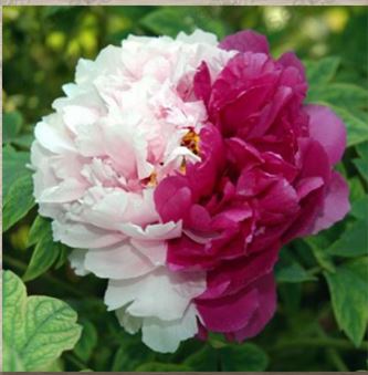 jual benih biji bibit bunga peony import mix colour panda farm jual benih biji bibit bunga peony import mix colour panda farm