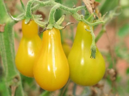jual biji benih buah tanaman tomat cherry pear yellow import bintang benih jual biji benih buah tanaman tomat cherry pear yellow import bintang benih