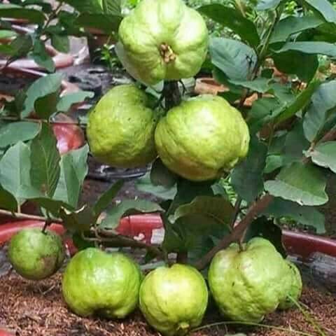 Gambar terkait