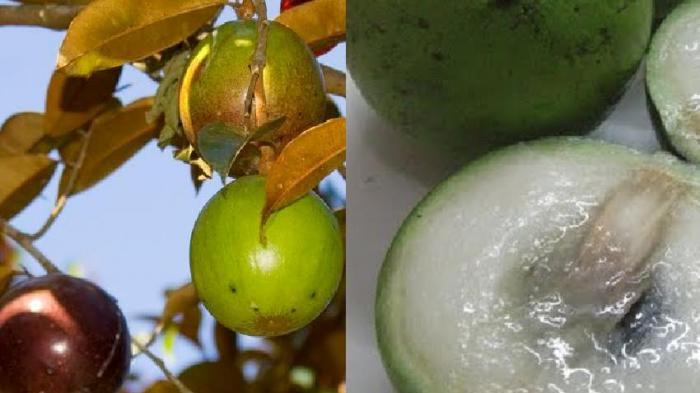 jual min 25 biji benih buah apel jawa genitu kenitu jual min 25 biji benih buah apel jawa genitu kenitu