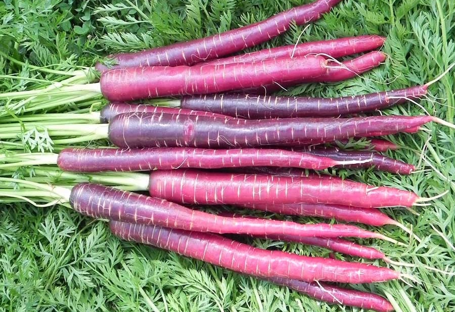 jual bibit benih seeds sayur wortel ungu cosmic purple jual bibit benih seeds sayur wortel ungu cosmic purple