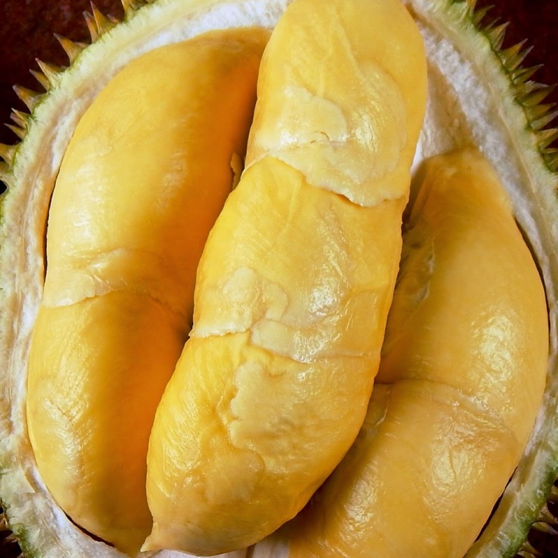 jual bibit durian bawor kaki 4 70cm grosiran juragan jual bibit durian bawor kaki 4 70cm grosiran juragan