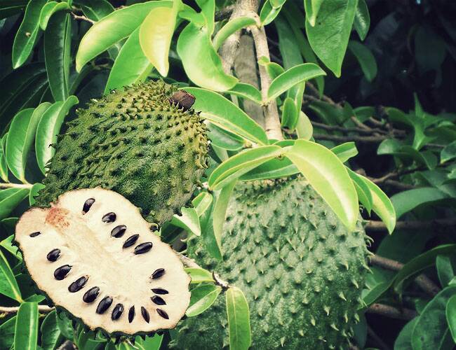 jual benih bibit biji buah sirsak unggul jual benih bibit biji buah sirsak unggul