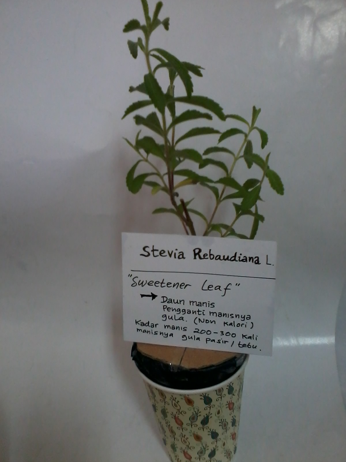 jual bibit stevia si daun manis pengganti gula pasir jual bibit stevia si daun manis pengganti gula pasir