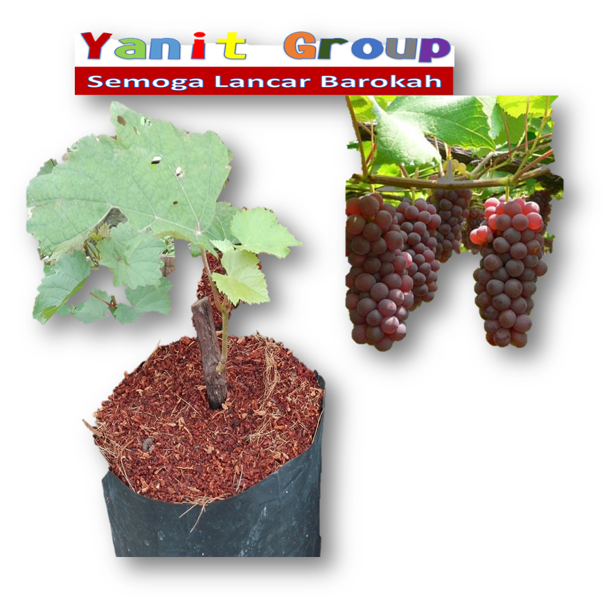 jual bibit anggur merah bali herbal terapi patria jual bibit anggur merah bali herbal terapi patria